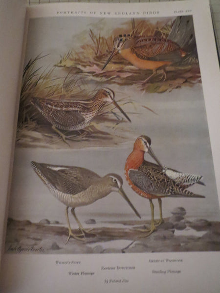 Portraits of New England birds, [Hardcover] Louis Agassiz Fuertes; Allan Brooks