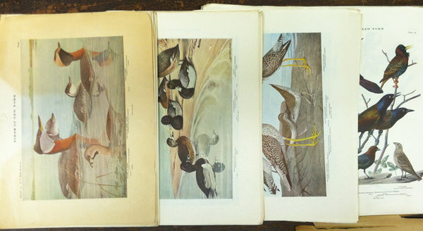 The University of New York State Museum - Birds of New York - Eaton 1925 [Unknown Binding] unknown author