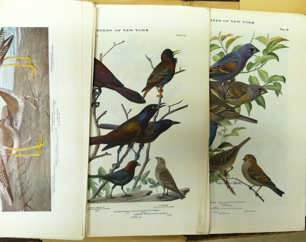 The University of New York State Museum - Birds of New York - Eaton 1925 [Unknown Binding] unknown author