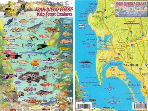 San Diego Kelp Forest, Creatures and Fish Card - Wide World Maps & MORE! - Book - Wide World Maps & MORE! - Wide World Maps & MORE!