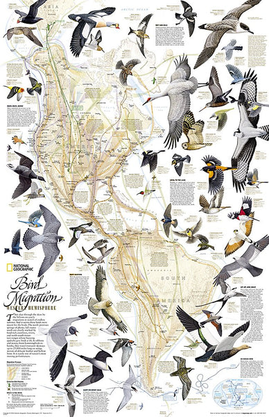 National Geographic: Bird Migration, Western Hemisphere Wall Map - Laminated (20.25 x 31.25 inches) (National Geographic Reference Map) - Wide World Maps & MORE! - Book - National Geographic Maps - Wide World Maps & MORE!