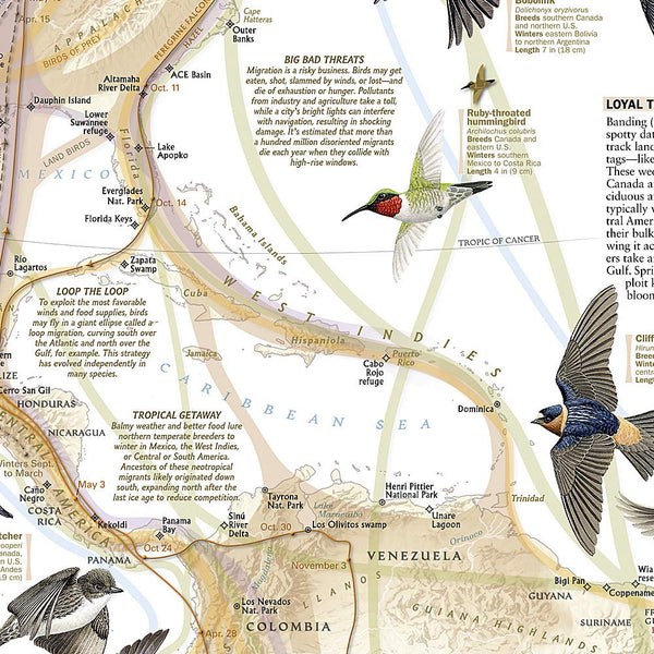 National Geographic: Bird Migration, Western Hemisphere Wall Map - Laminated (20.25 x 31.25 inches) (National Geographic Reference Map) - Wide World Maps & MORE! - Book - National Geographic Maps - Wide World Maps & MORE!
